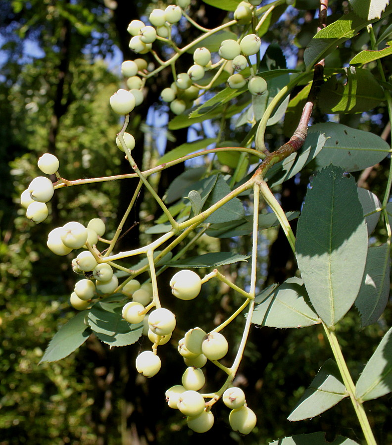 Изображение особи род Sorbus.