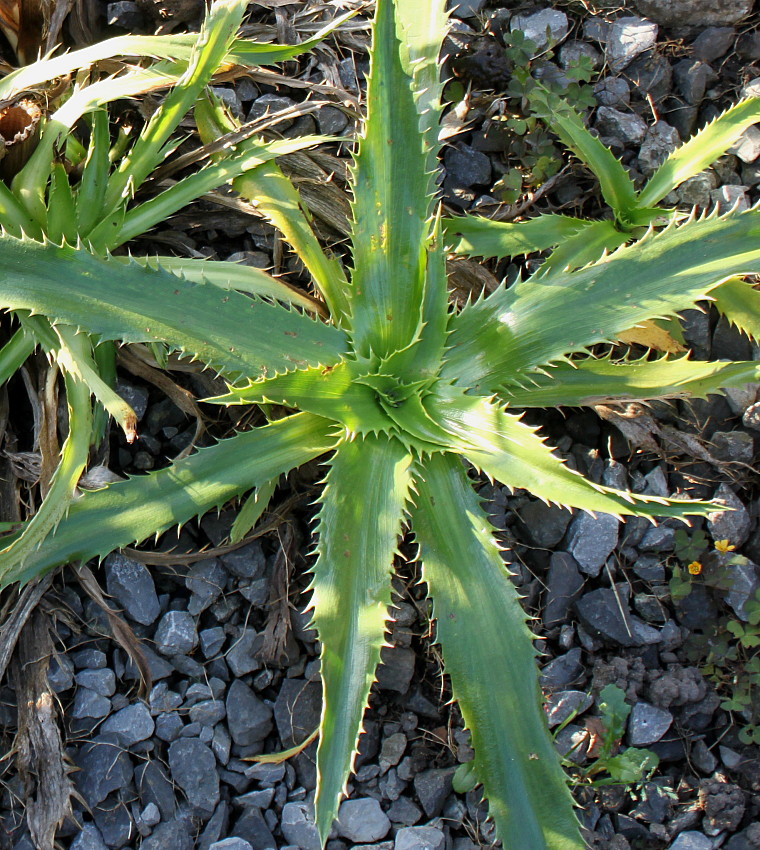 Изображение особи Eryngium serra.