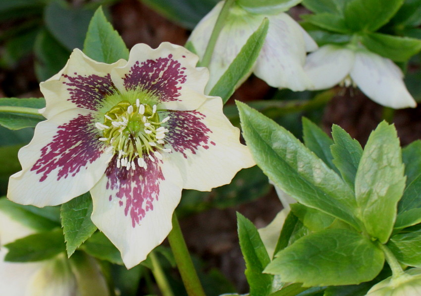 Изображение особи Helleborus caucasicus.