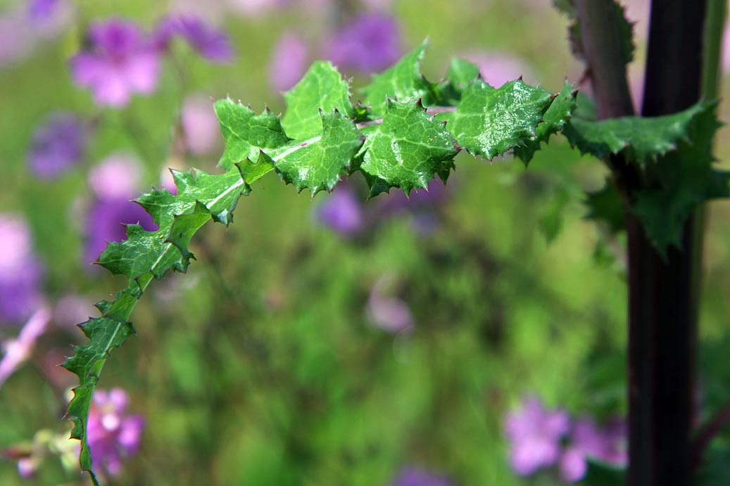 Image of Sonchus oleraceus specimen.