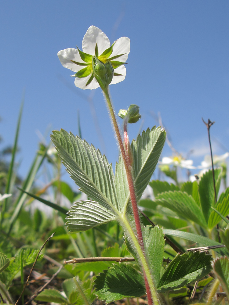 Image of Fragaria viridis specimen.