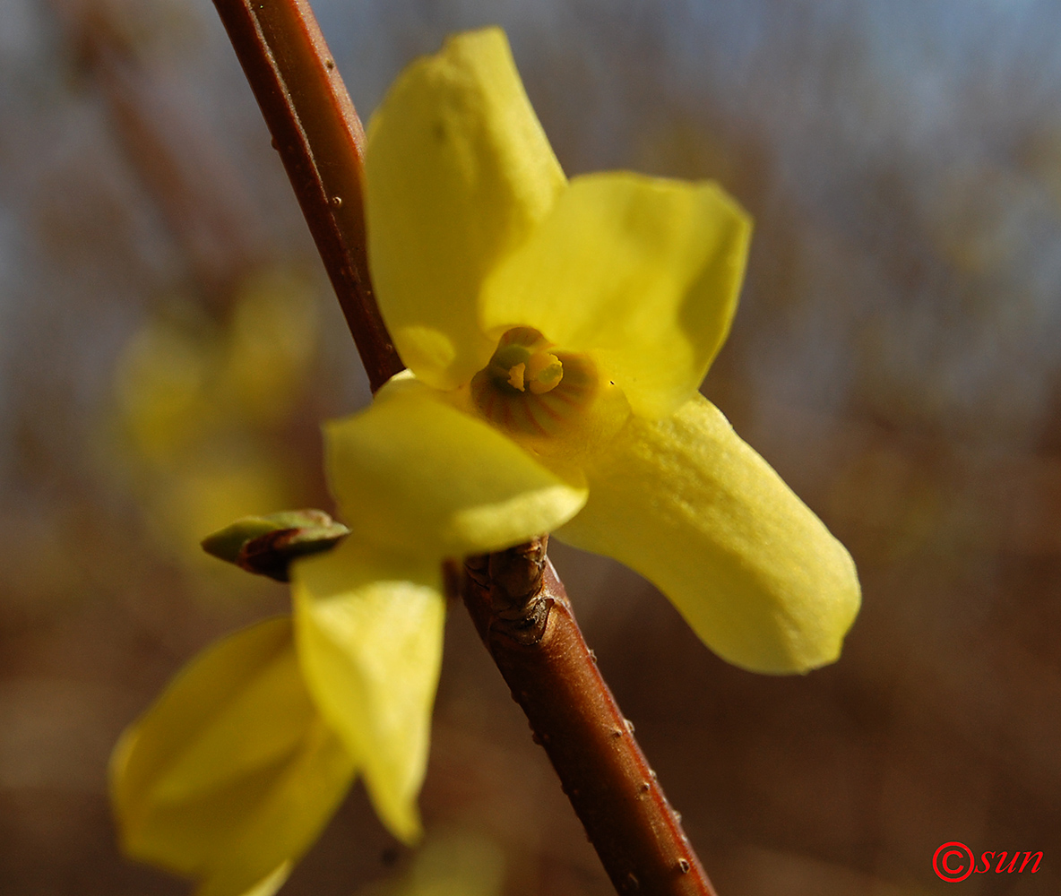 Image of Forsythia europaea specimen.