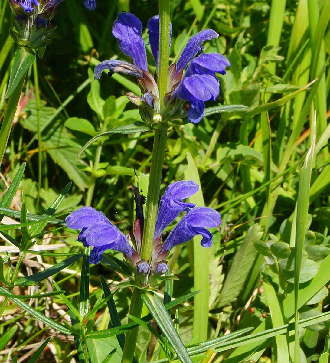 Image of Dracocephalum ruyschiana specimen.