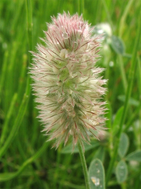 Image of Trifolium arvense specimen.