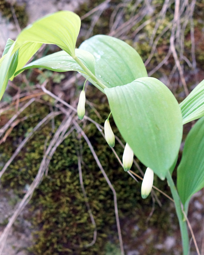 Image of Polygonatum glaberrimum specimen.