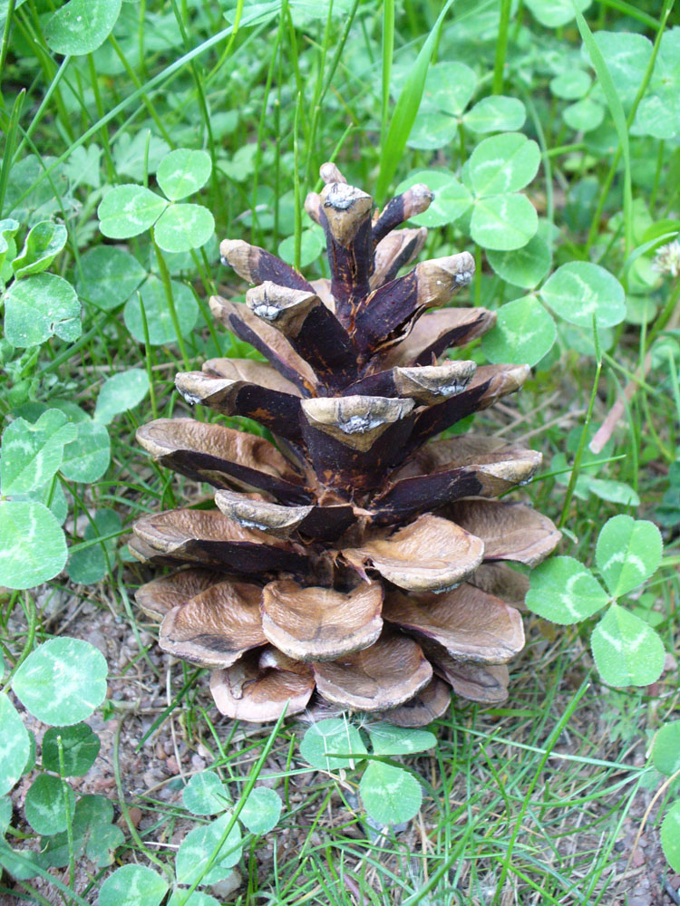 Image of Pinus pallasiana specimen.