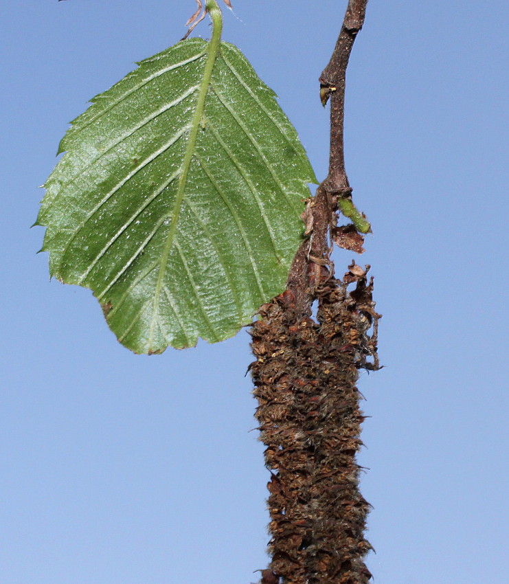 Image of Ostrya virginiana specimen.