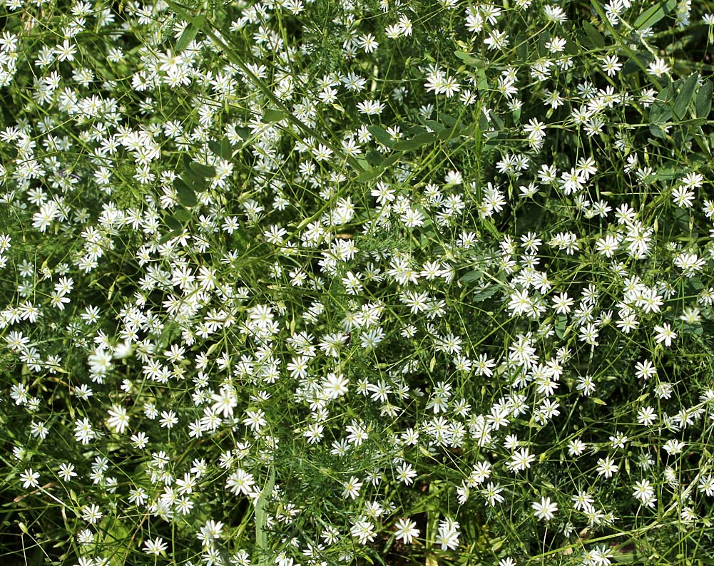 Изображение особи Stellaria graminea.