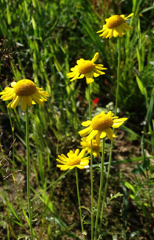 Image of Anthemis tinctoria specimen.