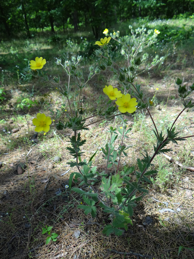 Изображение особи род Potentilla.