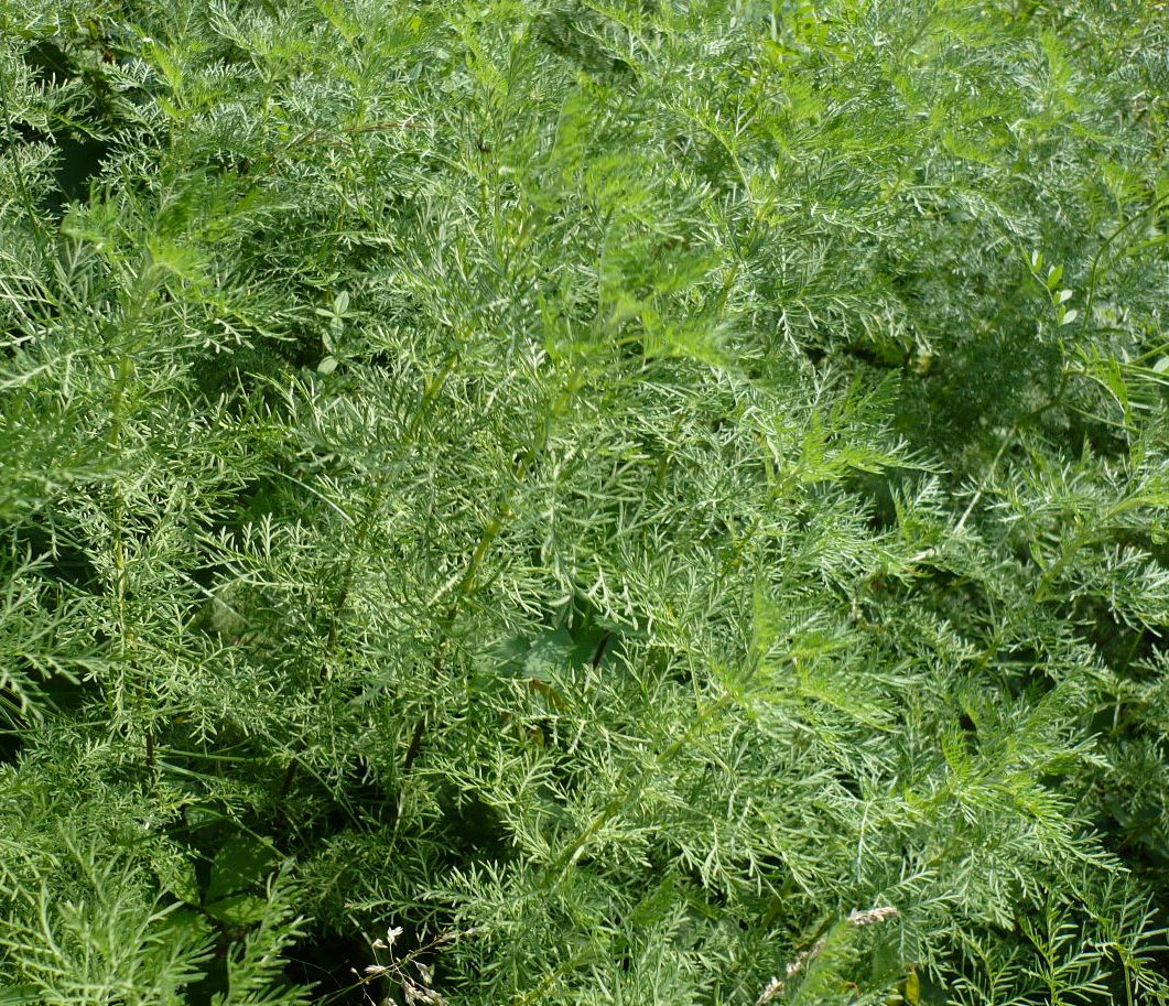 Image of genus Artemisia specimen.