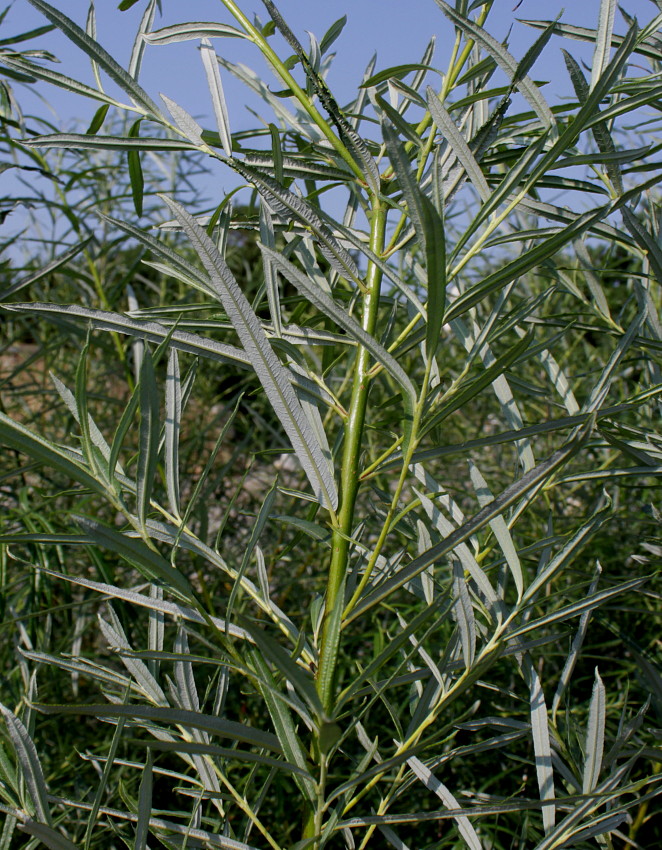 Image of Salix viminalis specimen.