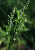 Смотреть изображение Glyceria notata