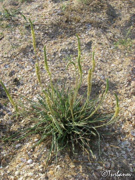 Image of Plantago salsa specimen.