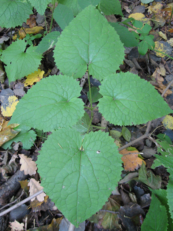 Image of Lunaria rediviva specimen.