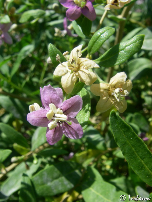 Image of Lycium barbarum specimen.