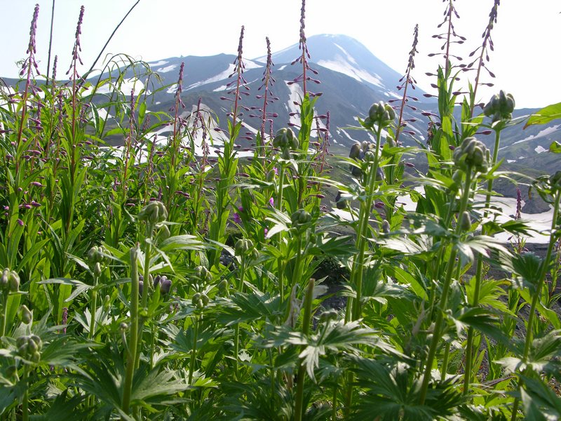 Image of Aconitum maximum specimen.