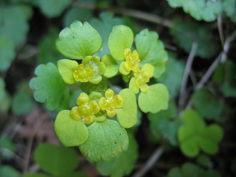 Image of Chrysosplenium alternifolium specimen.