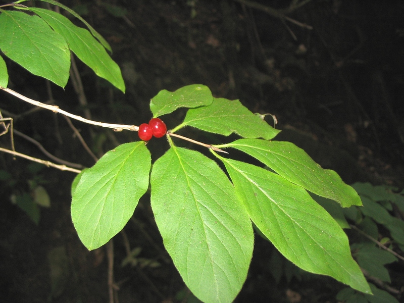 Image of Lonicera xylosteum specimen.