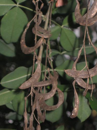 Image of Laburnum anagyroides specimen.