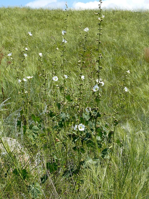 Image of Alcea nudiflora specimen.