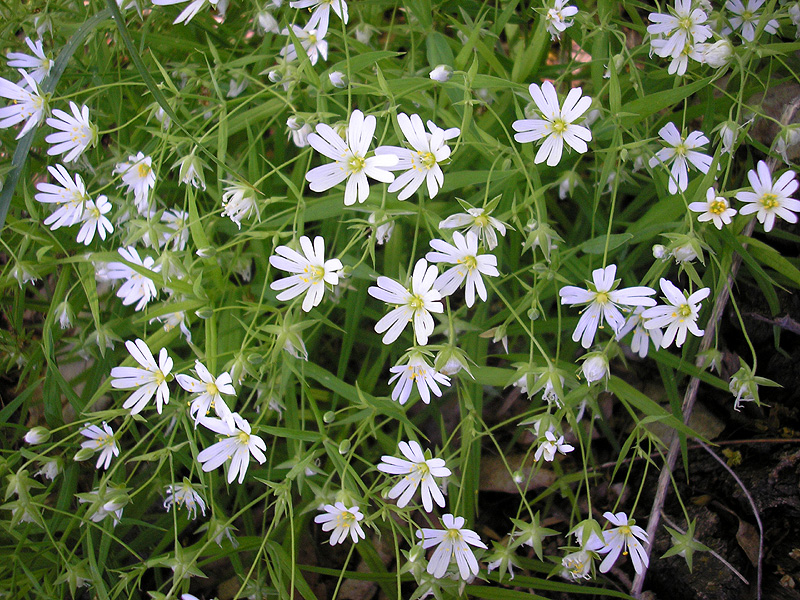 Image of Stellaria holostea specimen.