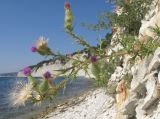 Cirsium vulgare. Верхушка цветущего и плодоносящего растения. Краснодарский край, м/о г. Геленджик, окр. с. Дивноморское, приморский склон горы, скальное обнажение. 25.08.2014.