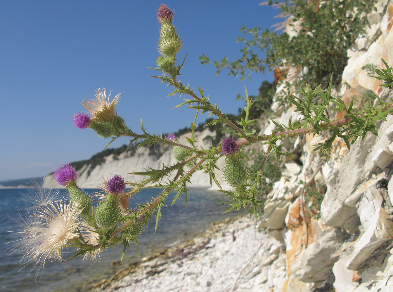 Изображение особи Cirsium vulgare.