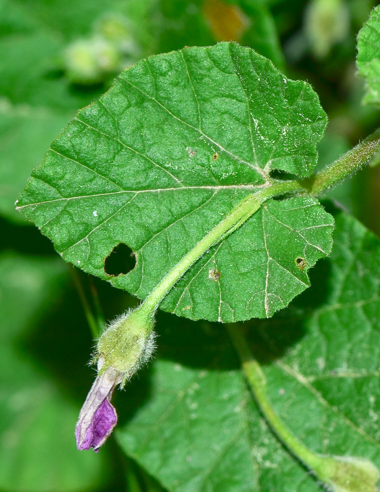 Image of Convolvulus coelesyriacus specimen.