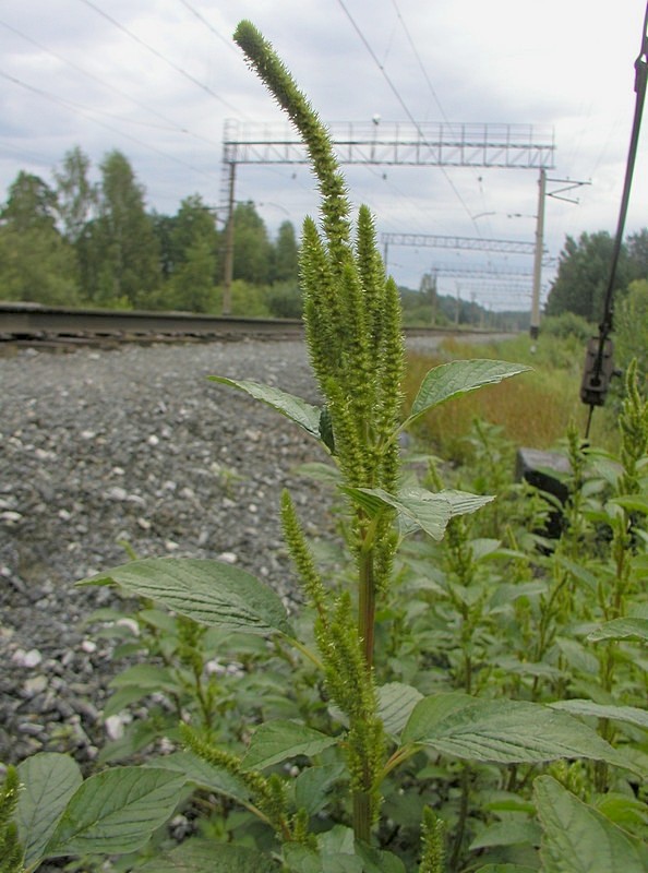 Image of Amaranthus powellii specimen.