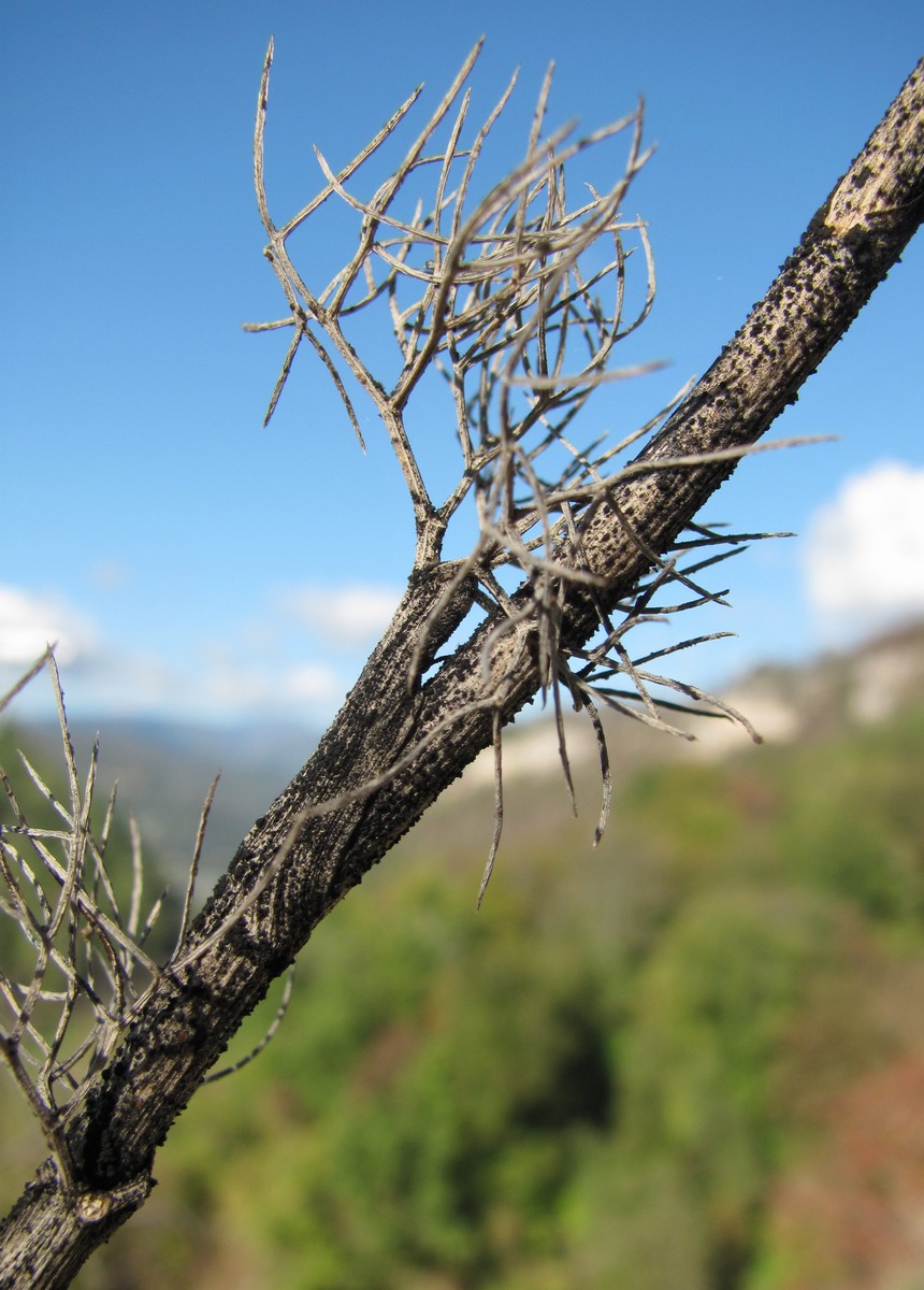 Image of Seseli rupicola specimen.