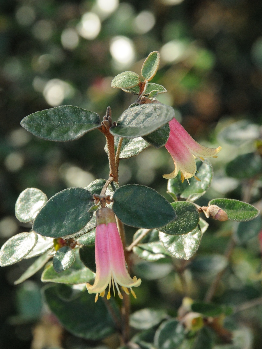 Image of Correa reflexa specimen.