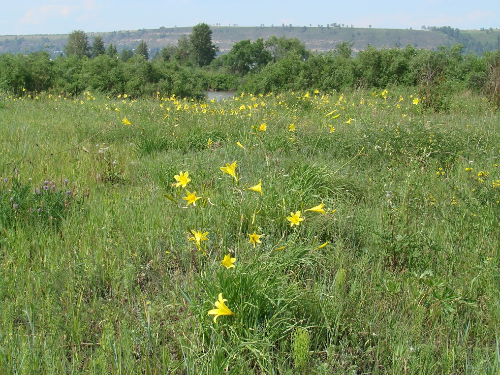 Image of Hemerocallis minor specimen.