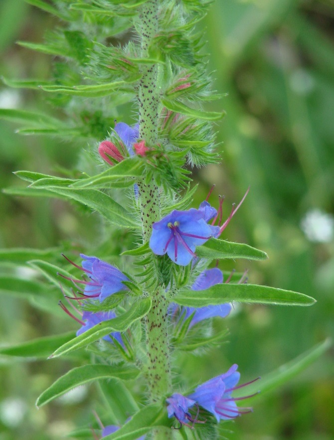 Image of Echium vulgare specimen.