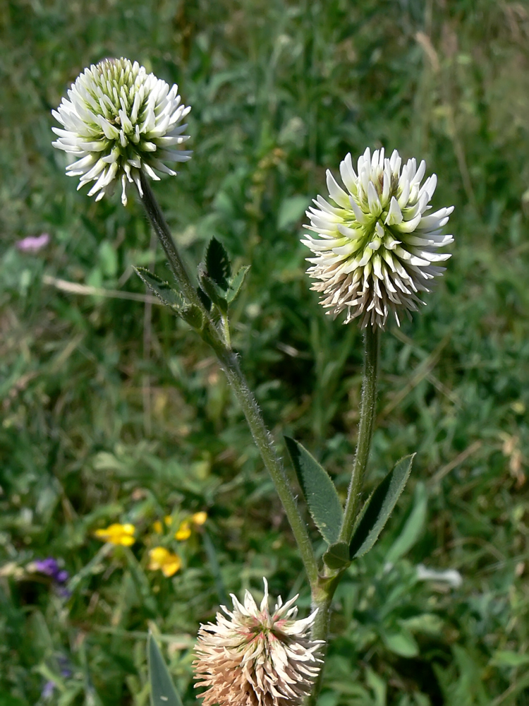 Изображение особи Trifolium montanum.