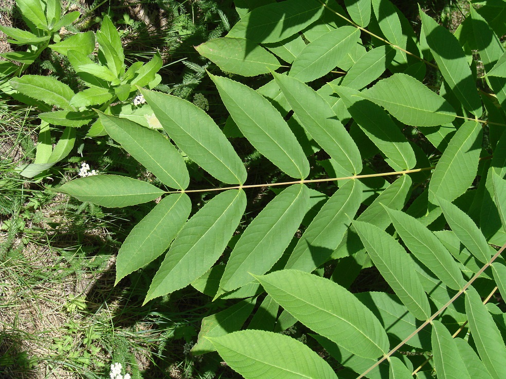 Image of Juglans mandshurica specimen.