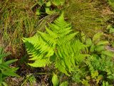 Pteridium pinetorum. Вайя. Приморье, Хасанский р-н, остров Фуругельма, луговой склон. 16.08.2015.