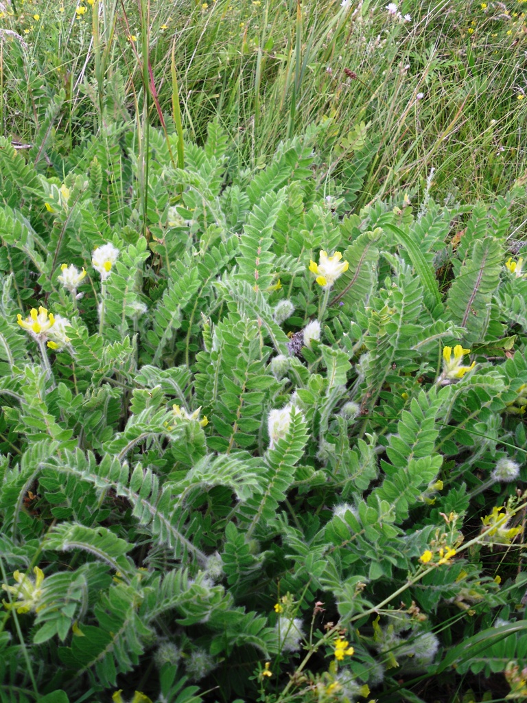 Image of Astragalus dasyanthus specimen.