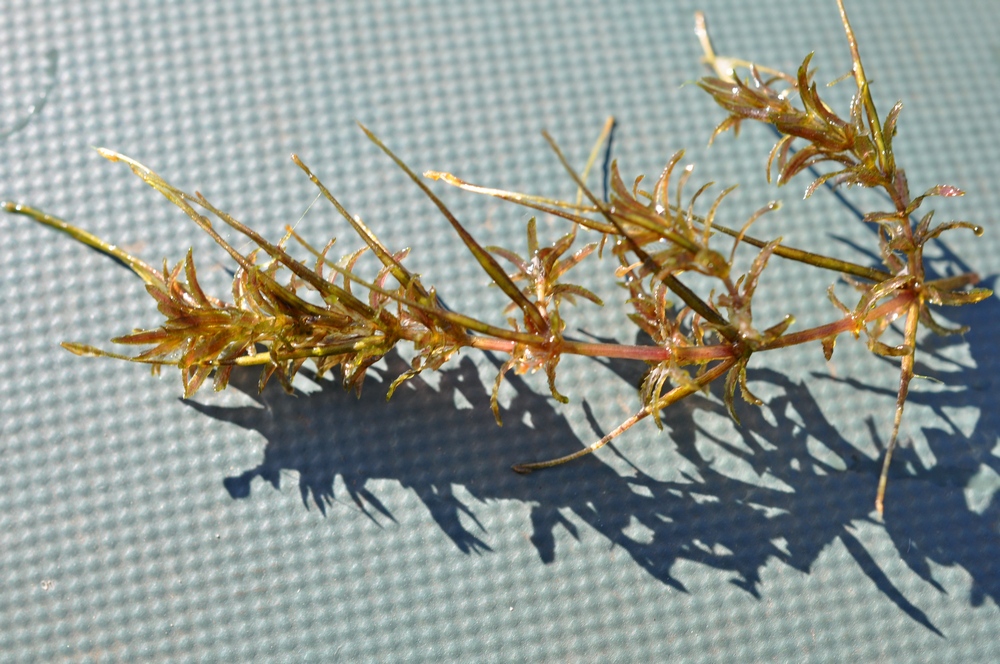 Изображение особи Hydrilla verticillata.