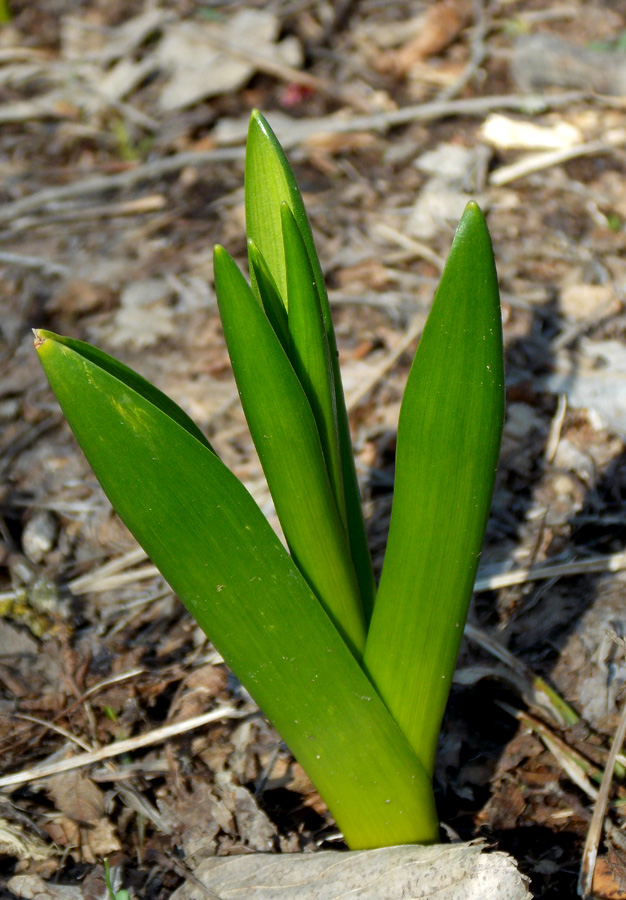 Image of Ornithogalum arcuatum specimen.