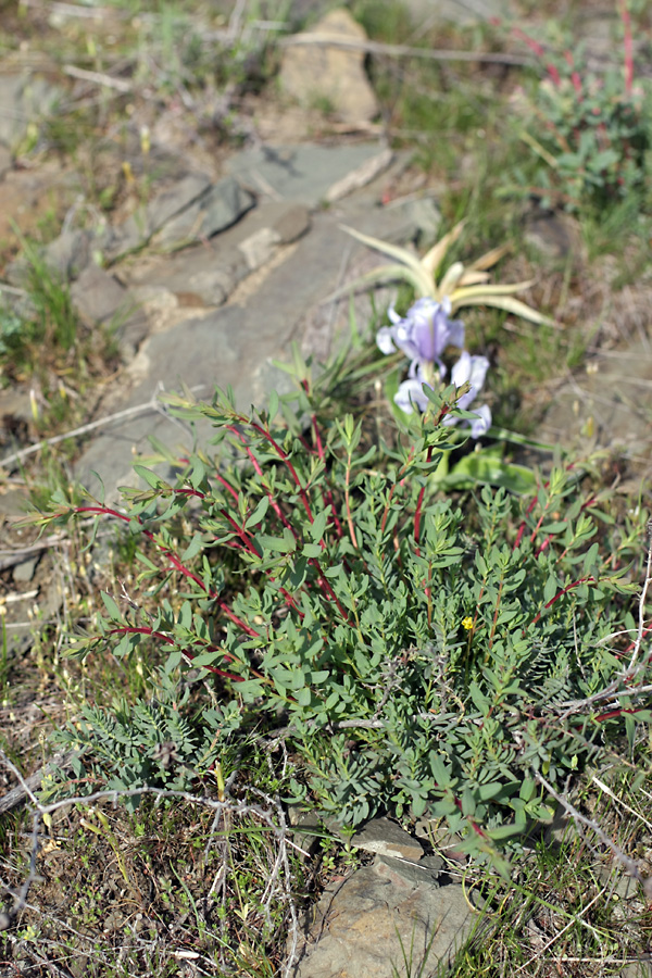 Image of Hypericum scabrum specimen.