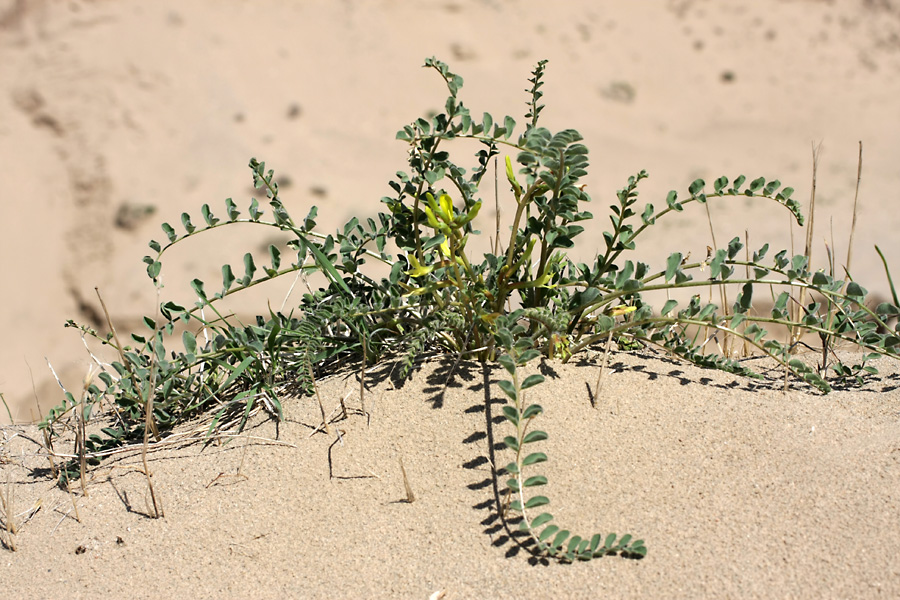 Изображение особи Astragalus farctus.