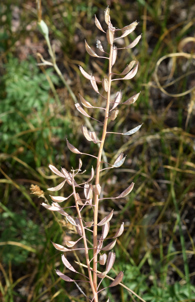 Image of Noccaea ferganensis specimen.