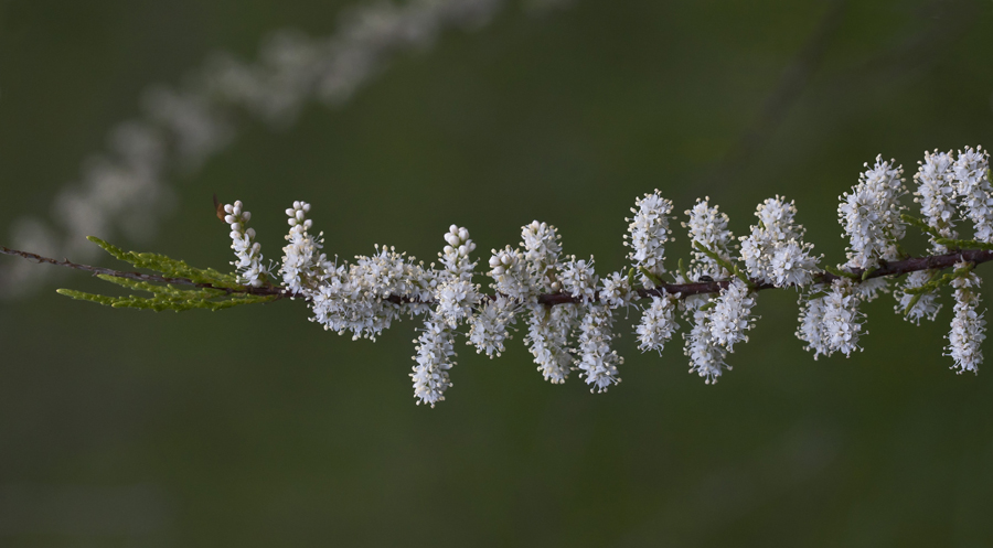 Image of Tamarix tetrandra specimen.