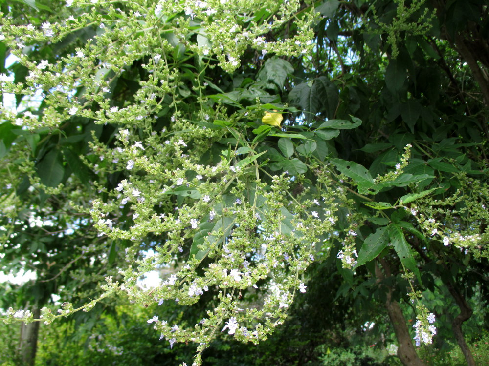 Image of Vitex negundo specimen.