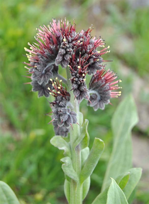 Image of Solenanthus stamineus specimen.