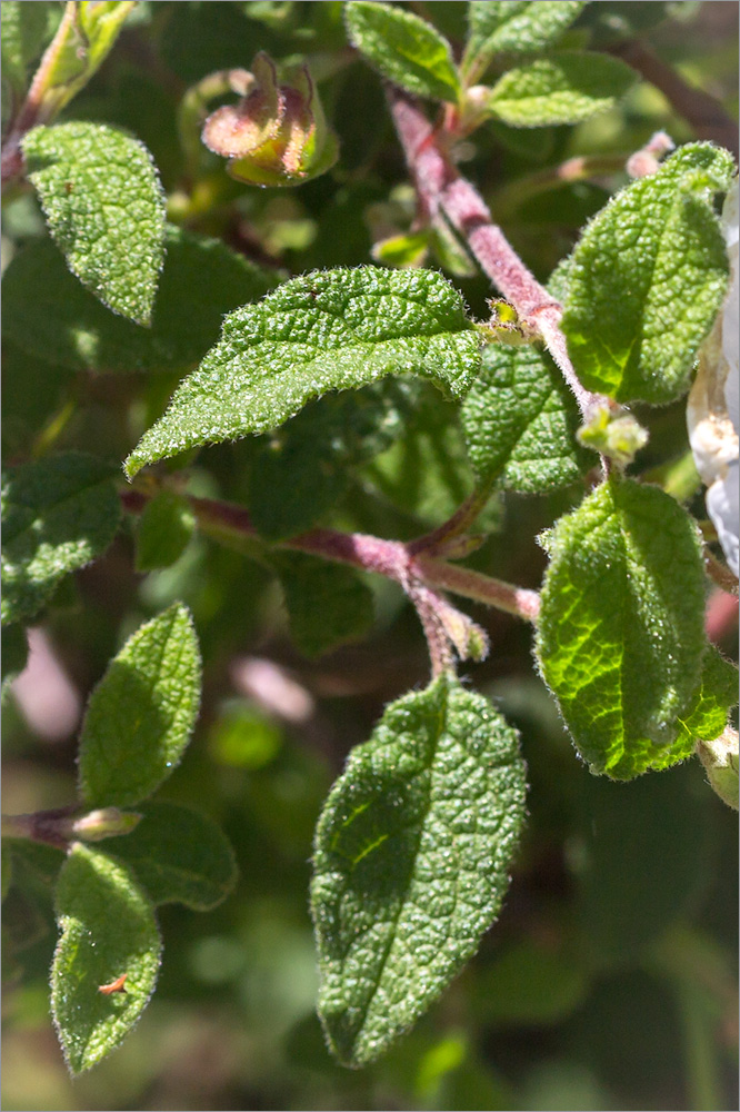 Image of Cistus creticus specimen.