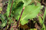 Eryngium planum