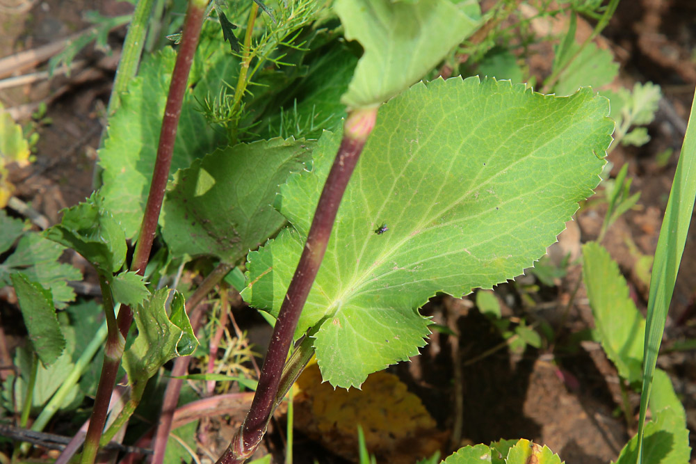 Изображение особи Eryngium planum.