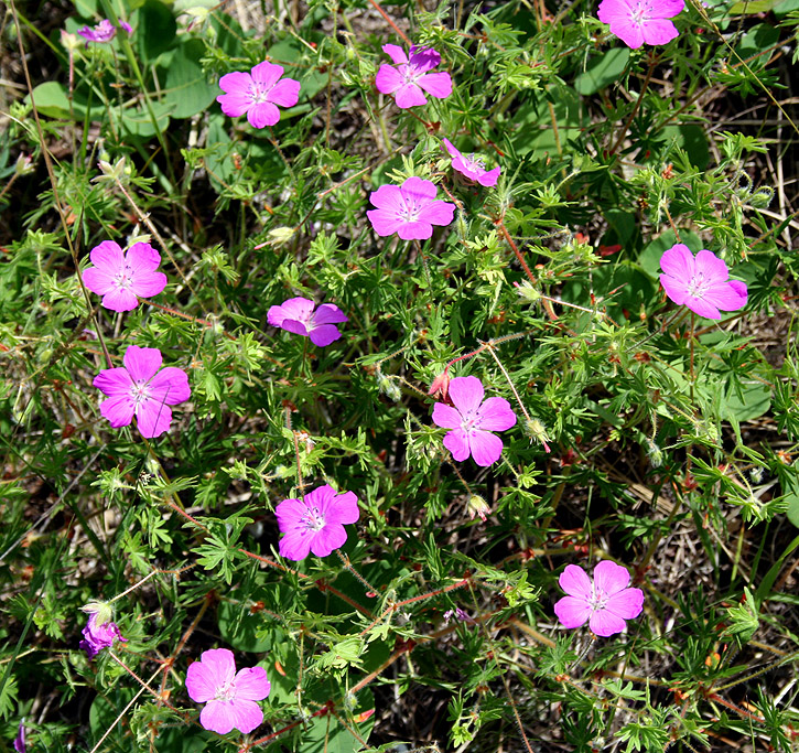 Изображение особи Geranium sanguineum.